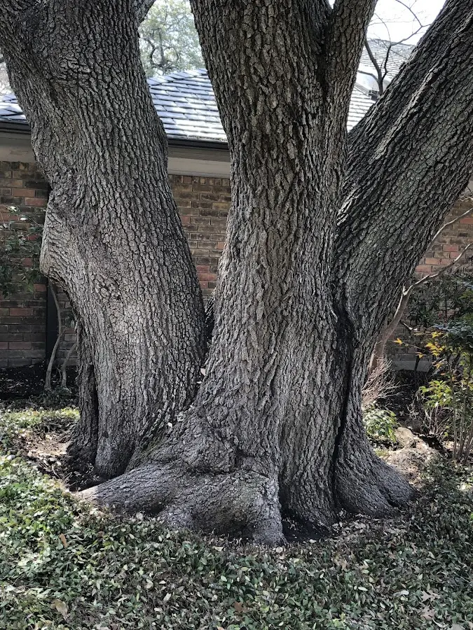 Mature heritage tree close to a Califon property cared for by certified arborists